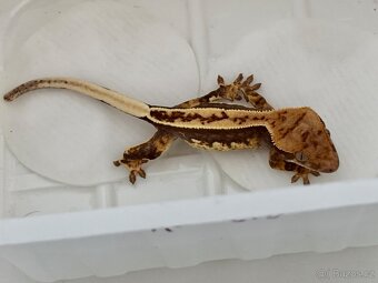 Pagekon rasnaty Pinstripe - 5