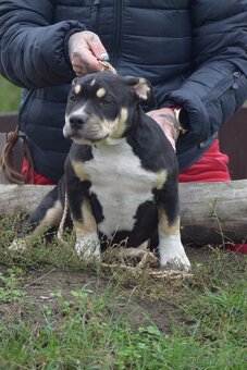 American Bully - pocket x standart - otec šampion - 5