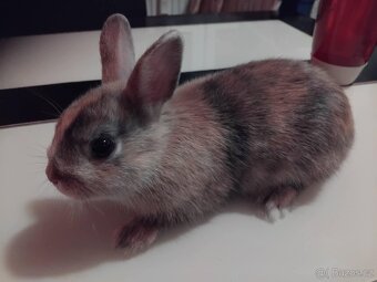 Zakrslý králík ihned k odběru - 5