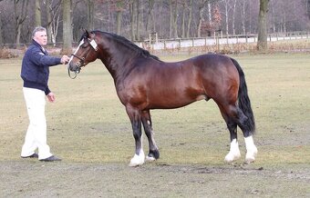 Welsh pony sekce C s vybavením - 5