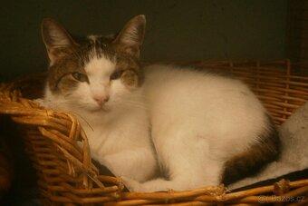 Milý, komunikativní bílomourovaný Oliver,  7-8letý - 5