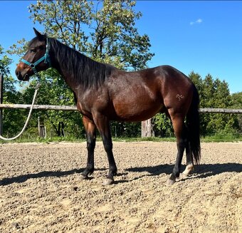 Na prodej: BR Electric Spook - 5