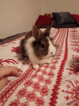 Zakrslý králík králíček Minilop, Lev - 5