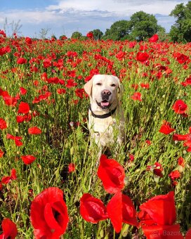 Labradorský retriever s PP ke krytí - chovný pes - 5