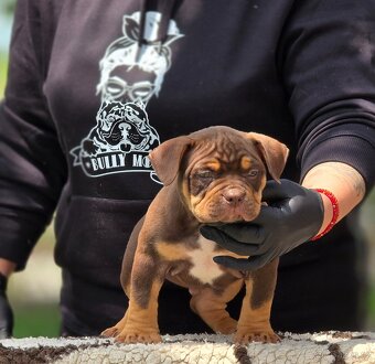 American Bully pocket - 5