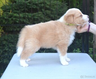 Border Kolie S PP - 5