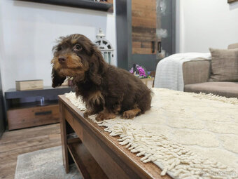 jezevčík králičí - 5