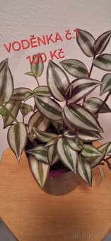 Pokojové rostliny - 5