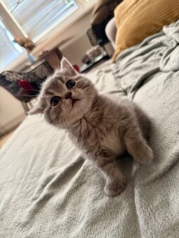 Britská koťata Whiskas - 5