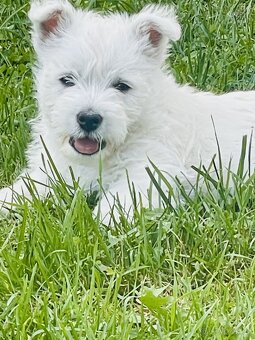 Prodám štěňata s PP West highland white terriera = Westík z - 5