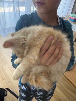 Kocourek, kote, kocour - 5