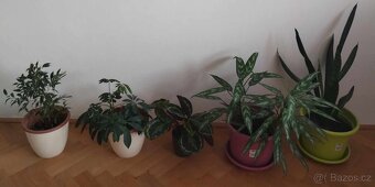Prodám pokojové květiny - 5