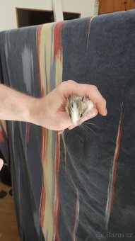 osmáčata osmák degu, myšáci - 5