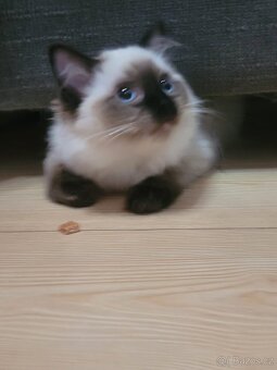 Prodám nádherná koťátka Ragdoll s PP - 5