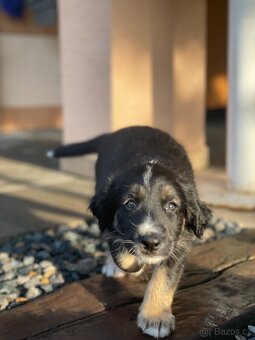 Šťeňátka křížence borderkolie a labradora - 5