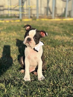 Boston Terrier - 5
