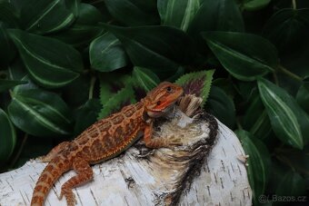 Agama vousatá - Coral - 5