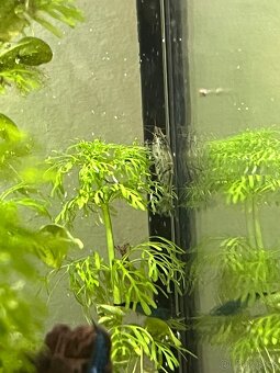 Krevetky neocaridina mix - 5