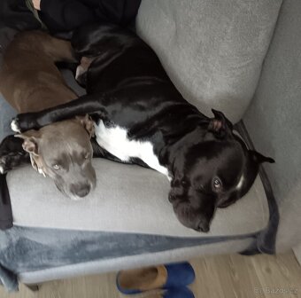 Americký stafordšírský teriér - 5