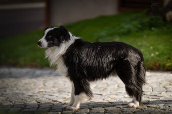 Blue merle bi Miniaturní Americký ovčák / Australský ovčák - 5