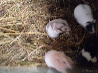 Křeček Syrský samice - 5