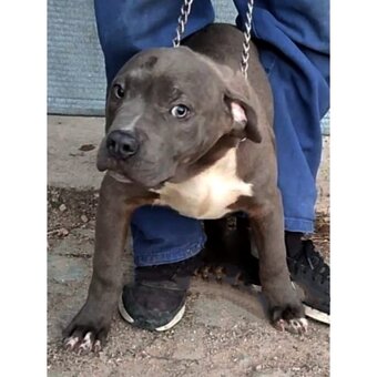 American Bully xl - 5
