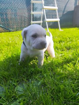 Štěňata labradora - 5