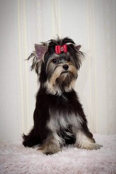 Yorkshire terrier s PP - jorkširsky terier - 5