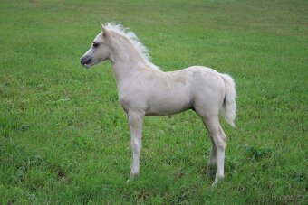 Luxusní welsh moutain pony - 5
