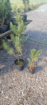 Borovice blatka a limba - 5