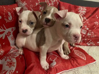 American bully pocket - 5