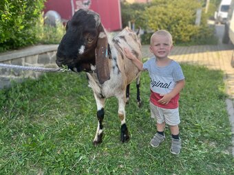 Anglonubijsky kozel - 5