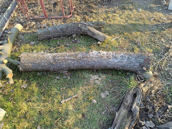 Prodam jablonovy kmen - 5