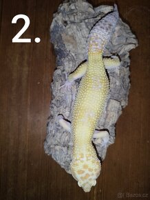 Gekončík noční 2ks samec, 1ks samice - 5