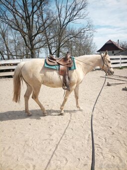 Klisna Quarter Horse nar. 2012 - 5