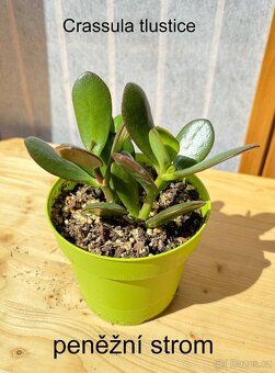 Crassula,Crassula ovata, tlustice, Money plant - 5