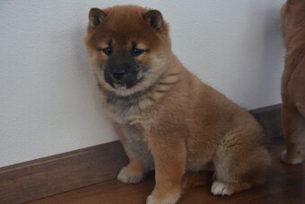 Shiba inu s průkazem původu - holčičky - 5