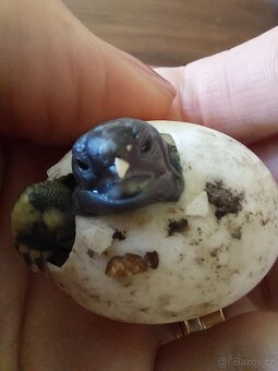 Želva zelenavá mláďata - 5