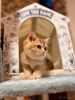 Britská zlatá činčila s PP pro chov - 5