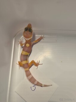 Gekončík noční - 5