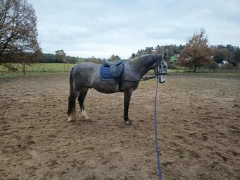 Starokladrubský valach - 5