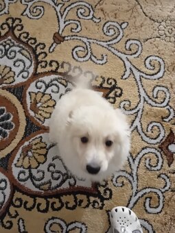 Německý špic bílý - 5