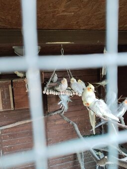 Korela chocholatá - 5