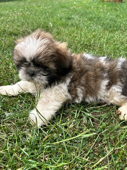 Shih-tzu - 5