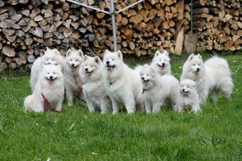 rezervace samojed s PP listopad 2025 - 5