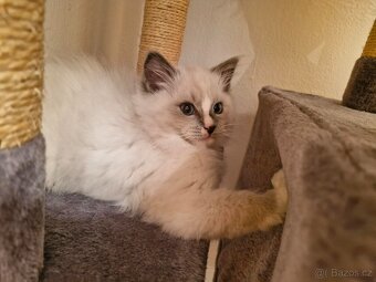 Ragdoll kocourek . - 5