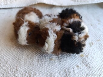 Morče / morčata / morčátko samičky - 5