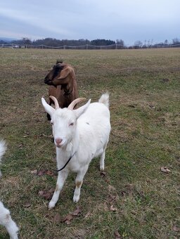 Prodám loňskou kozičku - 5