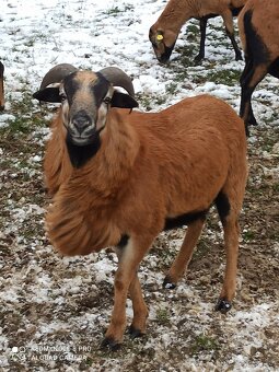 Kamerunské ovce - 5