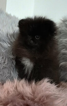 Pomeranian - fenka s PP - 5